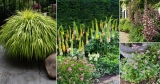 14 Unique and Unusual Perennials You Can Grow This Summer