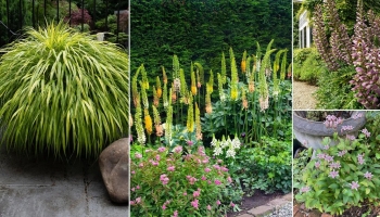 14 Unique and Unusual Perennials You Can Grow This Summer