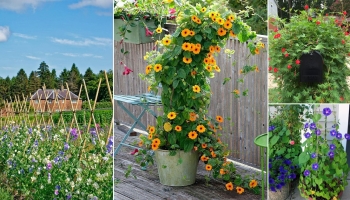 16 Annuals That Grow Vertically