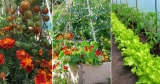 18 Plants to Grow Under Tomatoes