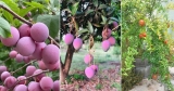 29 Best Pink Fruits for Garden and Pots