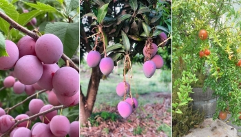 29 Best Pink Fruits for Garden and Pots