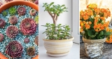 9 Succulents that Make You Lucky | Good Luck Succulents