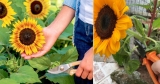 How to Deadhead Sunflowers for More Blooms
