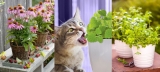 9 Best Herbs For Cats