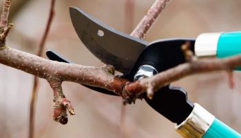 Spring Pruning – When Should You? –